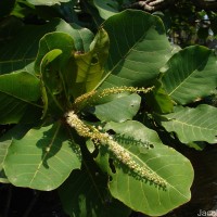 Terminalia catappa L.